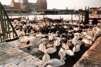 7645 - (0153) Hafen Am Netzplatz M&auml;rz 1985